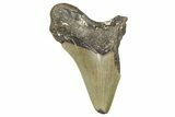 Partial, Fossil Megalodon Tooth - North Carolina #381539-1